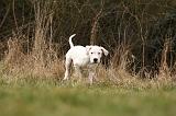 DOGUE ARGENTIN 125